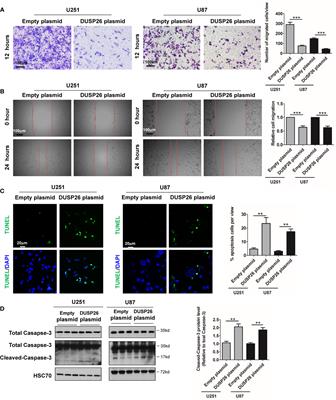 Corrigendum: Decreased DUSP26 Expression Promotes Malignant Behavior in Glioblastoma Cells via Deregulation of MAPK and Akt Signaling Pathway